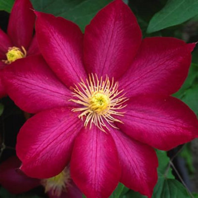 Clematis Red Plant - Vibrant Red Flowers, Climbing Vine, Attracts Pollinators (20-30cm Height Including Pot)