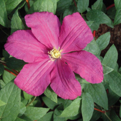 Clematis Remembrance Raspberry Red Patio Climber