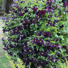 Clematis Romantika - Purple Blooms, Climbing Vine, Morning Sun (20-30cm Height Including Pot)