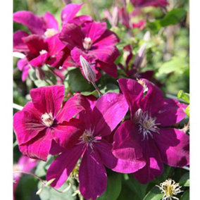 Clematis Rouge Cardinal 1.7 Litre Potted Plant x 1