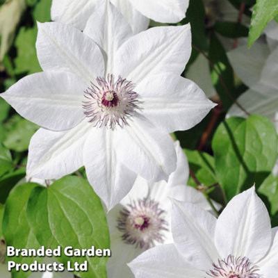 Clematis Snow Queen 2 Litre Potted Plant x 2