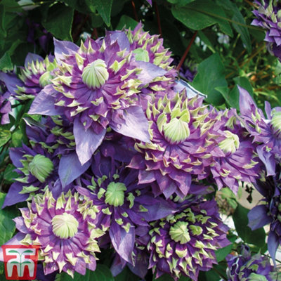 Clematis Taiga 9cm Potted Plant x 1
