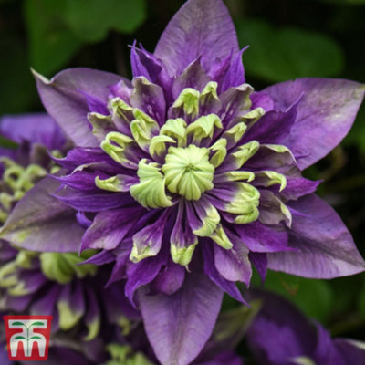 Clematis Taiga 9cm Potted Plant x 2