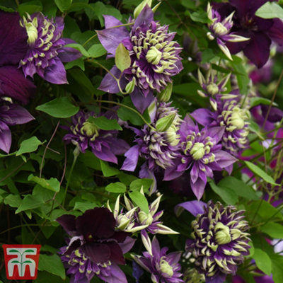Clematis Taiga 9cm Potted Plant x 2