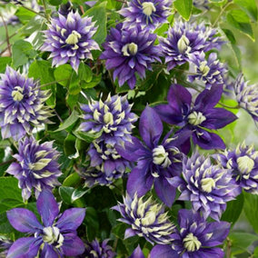 Clematis Taiga Purple Flowering Vine Climbing Plant 60cm Cane 3L Pot