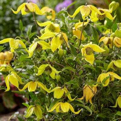 Clematis tangutica Little Lemons in a 7cm Pot