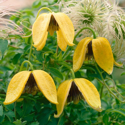 Clematis Tangutica - Yellow Blooms, Climbing Vine, Morning Sun (20-30cm Height Including Pot)
