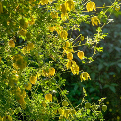Clematis Tangutica - Yellow Blooms, Climbing Vine, Morning Sun (20-30cm Height Including Pot)