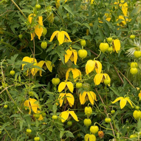 Clematis tangutica Yellow Flowering Vine Climbing Plant 60cm Cane 3L Pot