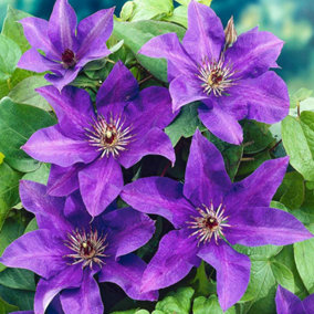 Clematis The President - Large Purple Flowers, Climbing Plant, Hardy (20-30cm Height Including Pot)