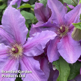Clematis Tumaini 3 Litre Potted Plant x 2