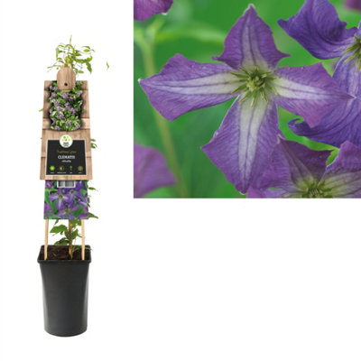 Clematis viola immagine stock. Immagine di nave, maturo - 25564719