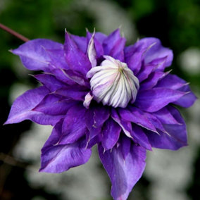 Clematis Vyvyan Pennell Blue Flowering Vine Climbing Plant 60cm Cane 3L Pot