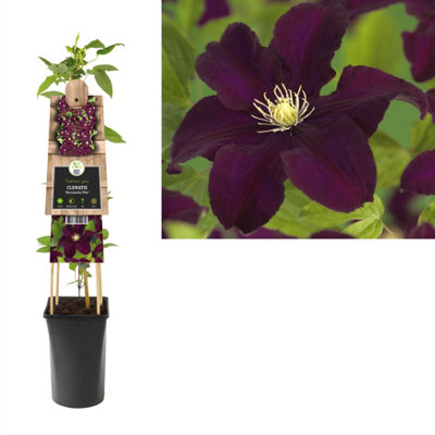 Ramo Di Clematis Artificiale Viola Artplants: Fiore Finto Doran, Lunghezza 75 Cm, Pianta Da Appartamento, Decorazione UV Resistant - 2