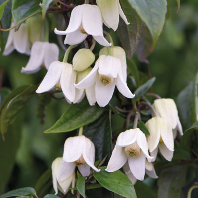 Clematis Winter Beauty 7cm Potted Plant x 3