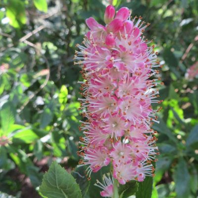 Clethra alnif Ruby Spice in a 9cm Pot Flowering Shrub