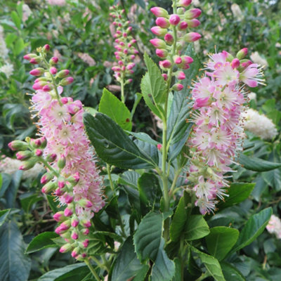 Clethra alnif Ruby Spice in a 9cm Pot Flowering Shrub