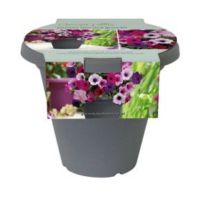 Clever Pots Petunia Sow and Grow kit