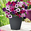 Clever Pots Petunia Sow and Grow kit