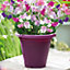 Clever Pots Sweet Pea Sow and Grow kit