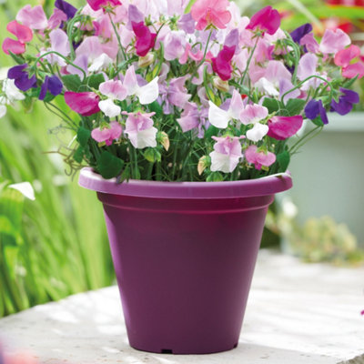 lavender rose plants Rose Lavender