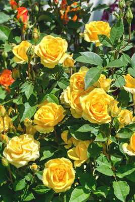 Click to open expanded view     Rose Bush Keep Smiling - Floribunda Yellow Rose Bush for The Garden in a 3 Litre Pot (3 Plants)