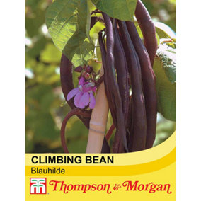 Climbing Bean Blauhilde 1 Seed Packet (70 Seeds)