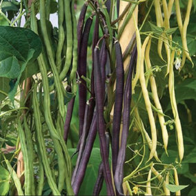 Climbing French Bean Mixed colour 1 Seed Packet