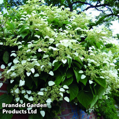 Climbing Hydrangea Petiolaris 9cm Potted Plant x 3