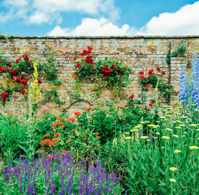 Garden wall covered in lush climbing plants like ivy, clematis, and wisteria, adding vibrant colour and natural charm to the space.