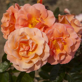 Climbing Rose Bush 'Scent from Heaven' in a 3L Pot Rose of the Year 2017 Orange