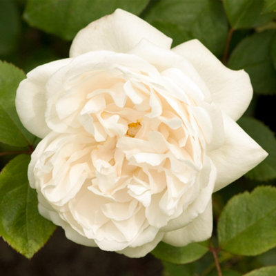 Climbing Rose Courtyard Eisa Hardy Plants Outdoor Garden Ready Garden Plant (4 litre pot, 50-70cm)