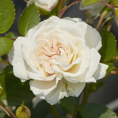 Climbing Rose Courtyard Eisa Hardy Plants Outdoor Garden Ready Garden ...