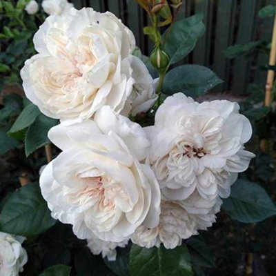 Climbing Rose Courtyard Eisa Hardy Plants Outdoor Garden Ready Garden ...
