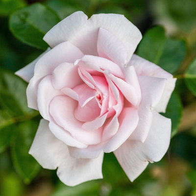 Climbing Rose New Dawn Hardy Plants Outdoor Garden Ready Garden Plant ...