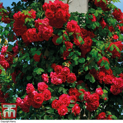 Climbing Rose Pauls Scarlet 2 Bare Roots