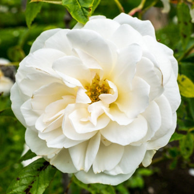Climbing Rose Snow Princess Hardy Plants Outdoor Garden Ready Garden Plant (3 litre pot, 50-70cm)