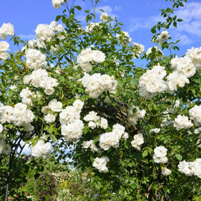 Climbing Rose Snow Princess Hardy Plants Outdoor Garden Ready Garden ...
