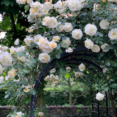 Climbing Rose Snow Princess Hardy Plants Outdoor Garden Ready Garden ...