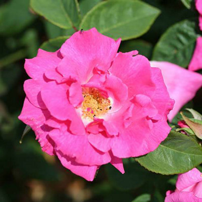 Climbing Thornless Rose 'Zephirine Drouhin' in a 3L Pot - Pink Climbing Rose Bush Perfect for Trellis and Walls, Ready to Plant