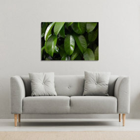 Closeup of beautiful glossy green leaves (Canvas Print) / 152 x 101 x 4cm