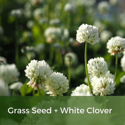 Clover Lawn Seed - Grass Seed & White Clover