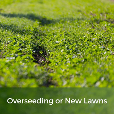 Clover Lawn Seed - Grass Seed & White Clover