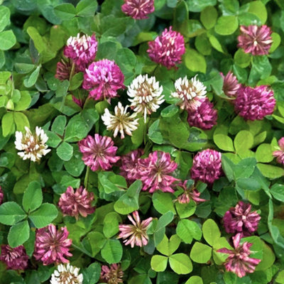 Clover Seed Mix 50/50 Red & White, Trifolium Repens / Pratense 100g