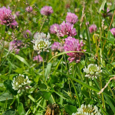Clover Seed Mix 50/50 Red & White, Trifolium Repens / Pratense 100g