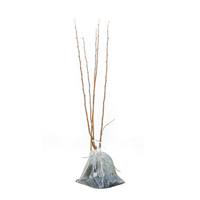Cobnut (Filbert) Red Cracker 1 Bare Root Tree