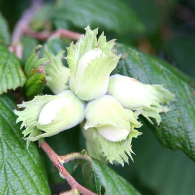 Cobnut Kentish Cob Cobnut & Filbert Outdoor Fruit Tree Bare Root 1.2M ...