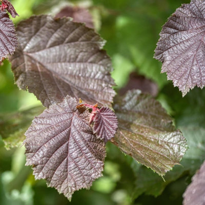 Cobnut Rote Zellernuss Hazelnut & Red Filbert Outdoor Fruit Tree Bare ...