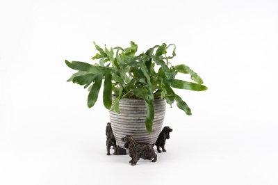 Cocker Spaniel Plant Pot Feet - Set of 3 - L6 x W11 x H8.5 cm