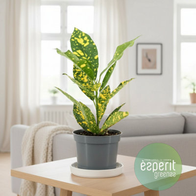 Cod Var Gold Sun Pot size 8.5 Cm Height 20 Croton Indoor Houseplant